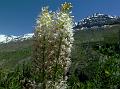 Himalayan Foxtail Lily